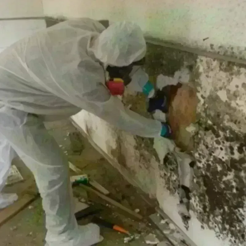 Mold Remediation and Removal in Eddy County, NM